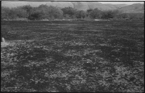 Clearing, with shrubs and hills in background