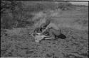 Two men skinning an antelope