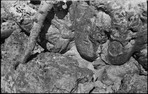 Gnarled tree root