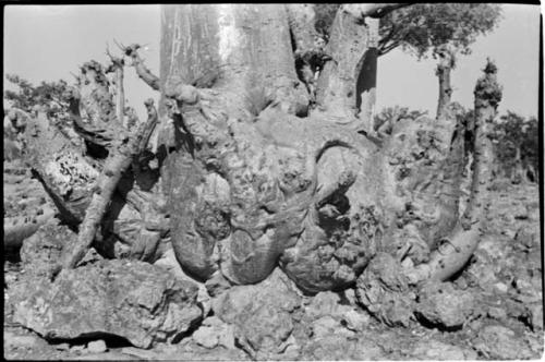 Gnarled tree root