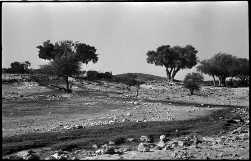 Landscape with trees