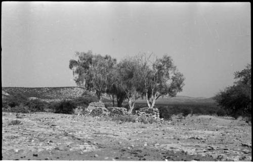 Stone wall and trees