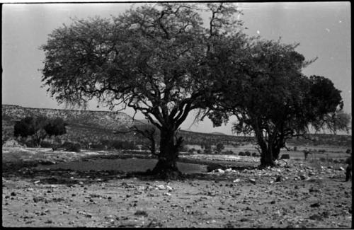 Trees by small body of water