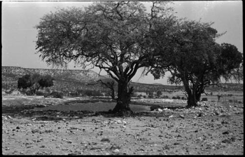 Trees by small body of water