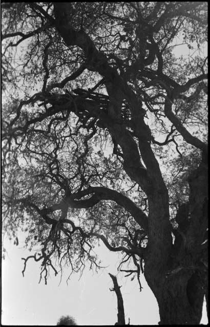 Small logs or platform in tree