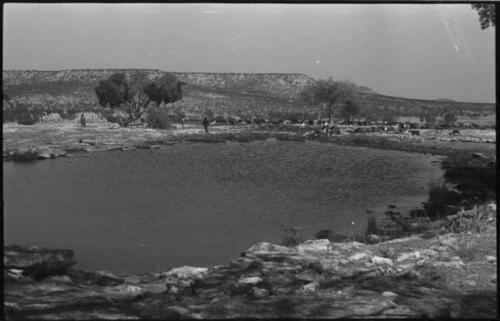 People standing and herd of cattle or goats on far side of small pond