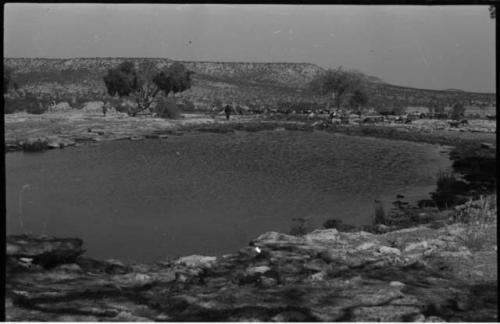 People standing and herd of cattle or goats on far side of small pond