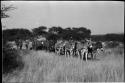 Men standing next to cart pulled by eight donkeys