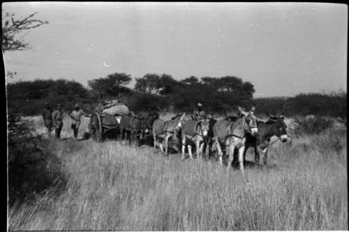 Men standing next to cart pulled by eight donkeys