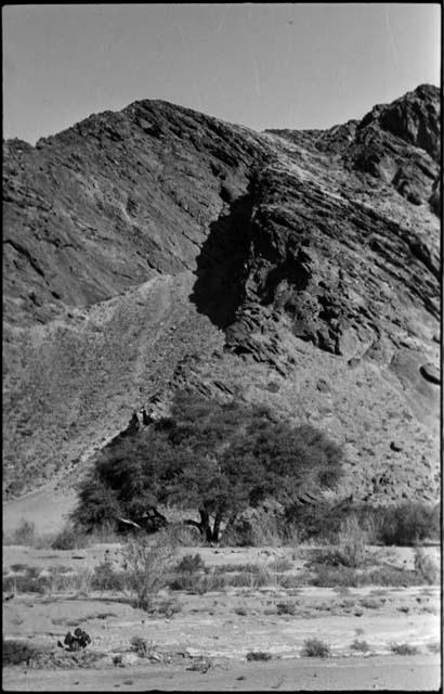 Tree against mountain