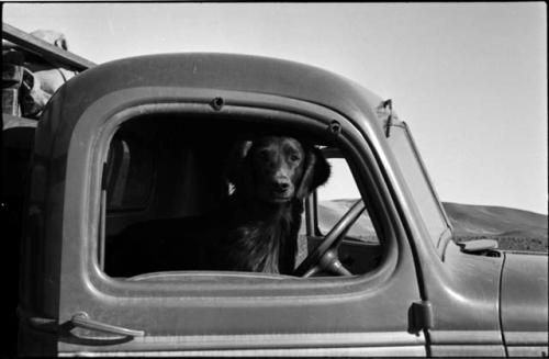 Dog sitting inside the cab of an expedition truck, close-up