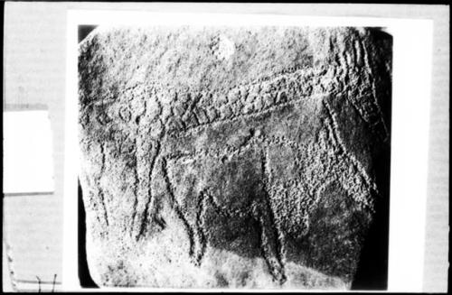 Petroglyph of giraffe and eland at the Kairuz site