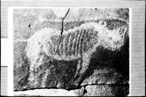 Petroglyph of rhino at the Blignaut Hill site