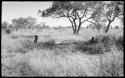 Ju/'hoansi in grass sitting in the shade, distant view