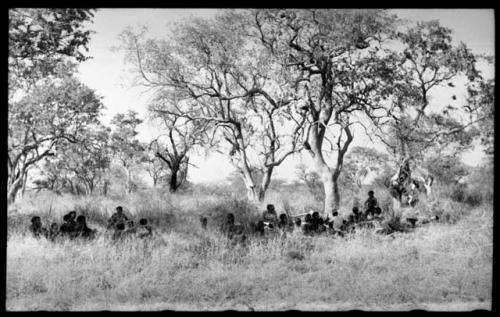 Groups of people sitting under trees