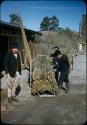 Ox cart with load of tiles