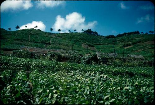 Buildings and fields on hillside