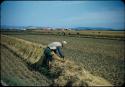 Rice harvest