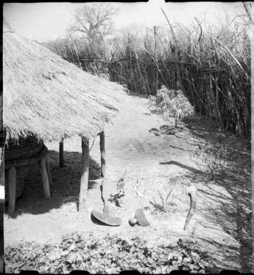 Shovel or cultivator, hoe, and a long horn inside a storage thatch in a kraal