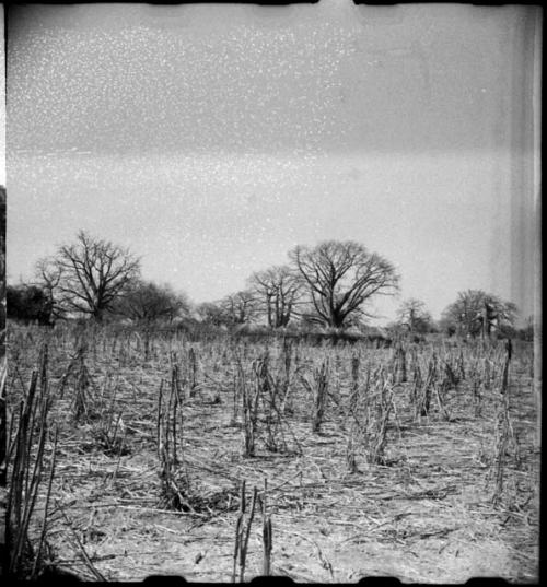 Cornfield, with kraal in background