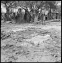 Two skins pegged on ground, with huts in background