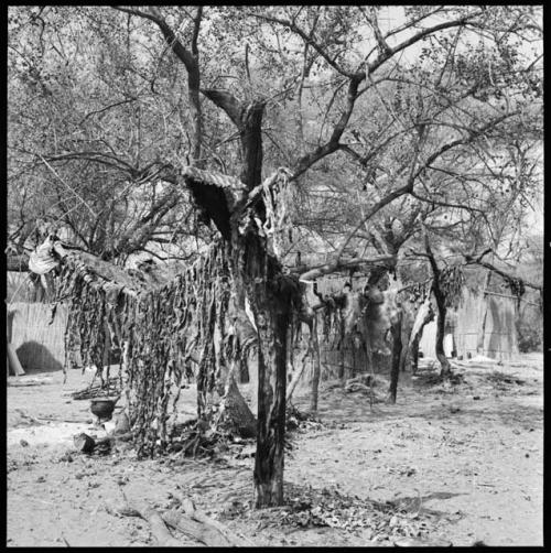 Meat hanging on limbs of a tree