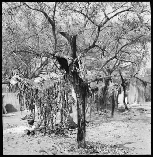 Meat hanging on limbs of a tree