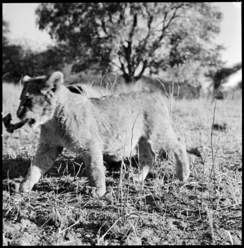 Lion cub belonging to R. C. Kay with meat in its mouth