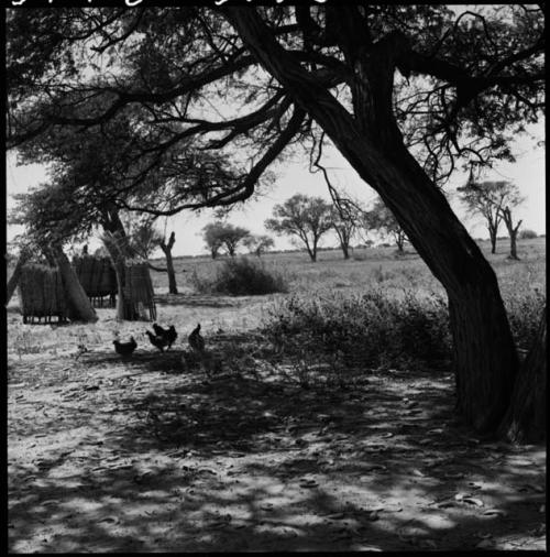 Chickens under a tree, with view of savannah-like area