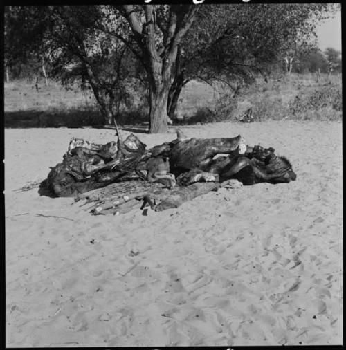 Buffalo meat lying on skins