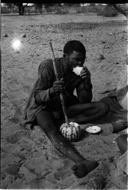 Man eating tsama melon with digging stick in melon