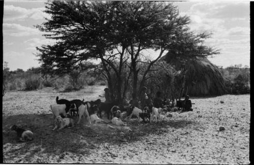 Children under a tree with a herd of goats
