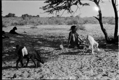 Woman seated in shade, goats in the foreground