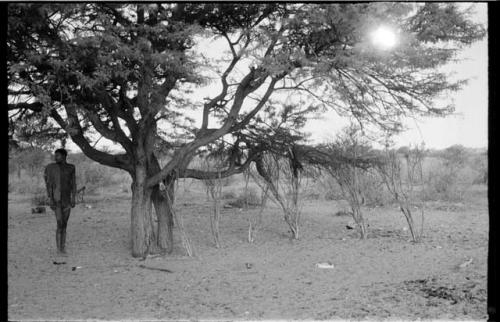 Man next to tree, tree with bunches of branches set below