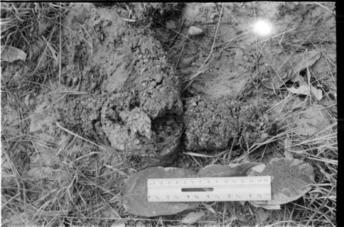 Plant specimens (plant roots?) with a ruler for measurement