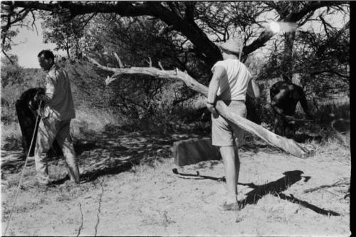 Casper Kruger carrying a large branch; Bill Donnellan to the side