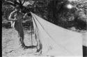 William Donnellan putting up a tent