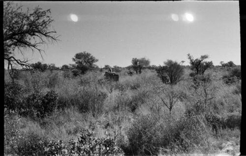 Expedition truck in the brush