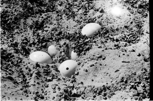 Ostrich shells buried in the sand, close-up