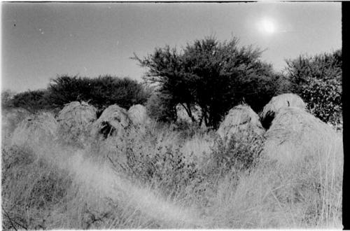 Group of abandoned skerms