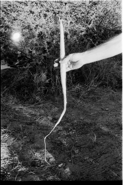 Person's hand holding a long root