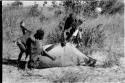 Oukwane and !Gai holding a gemsbok, looking at where it was shot