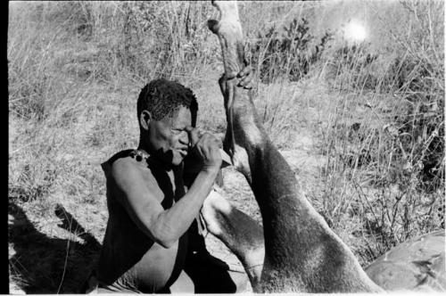 Oukwane skinning the gemsbok leg