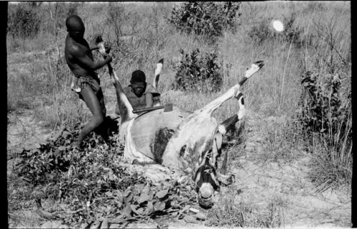 Oukwane and !Gai skinning the gemsbok