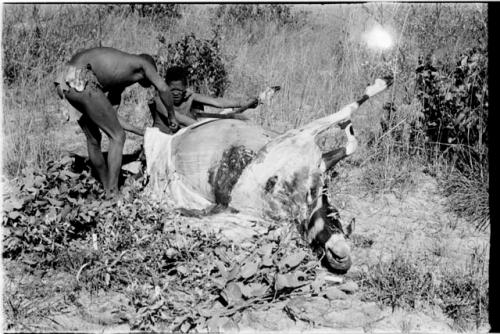 Oukwane and !Gai skinning the gemsbok