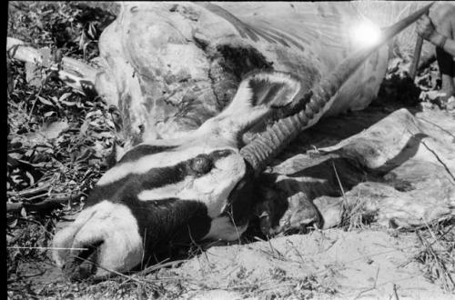 Gemsbok head, close-up