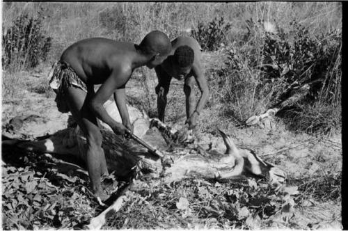 !Gai cutting up a gemsbok with an axe, Oukwane folds back gemsbok meat