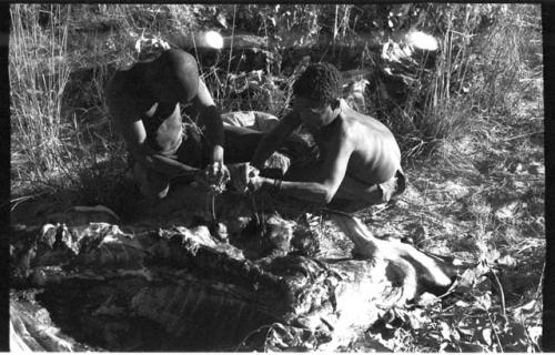 Oukwane and !Gai squeezing contents from gemsbok stomach