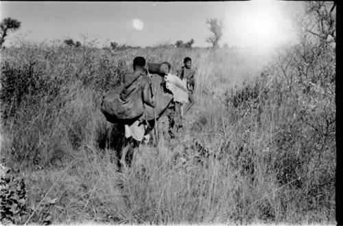 Tsekue, /Twikwe, and DaSi!na carrying tsama melons and a log, seen from behind