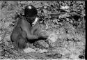 Oukwane taking a handful of gemsbok stomach contents